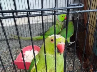 parrot pair with one baby parrot. .