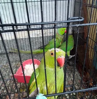 parrot pair with one baby parrot. .