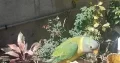 Plumhead parrot Chick