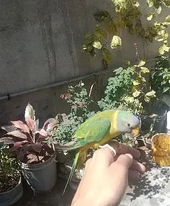 Plumhead parrot Chick