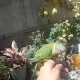 Plumhead parrot Chick