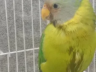 Plumhead parrot Chick