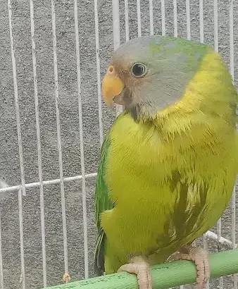 Plumhead parrot Chick