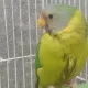 Plumhead parrot Chick