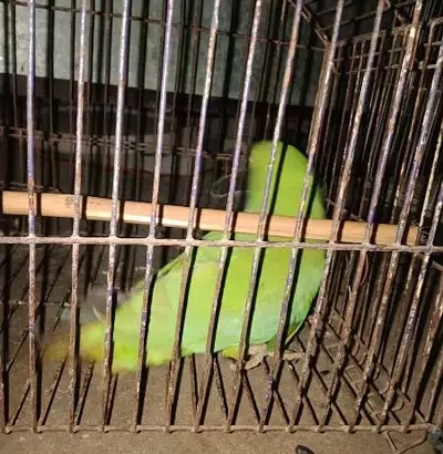 femal parrot andea b dati hea