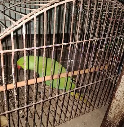 femal parrot andea b dati hea