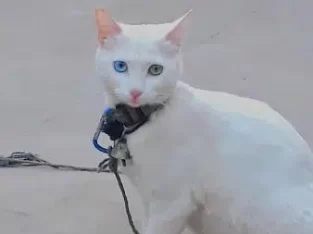 white cat for sale