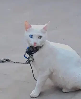 white cat for sale