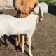 BAKRA 85 KG