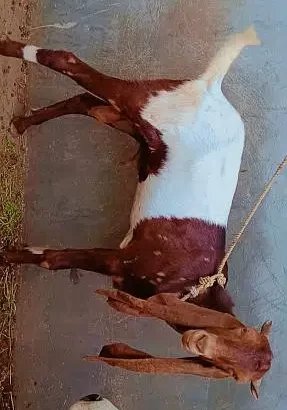 2 dant bakra hai Ghar ka Pala hua hai