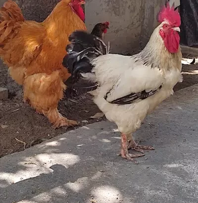 Murga, cock, rooster White Sussex and Heavy Golden