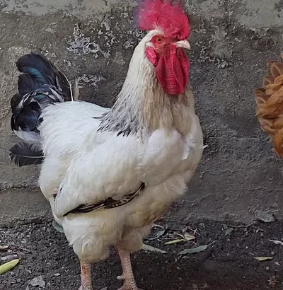 Murga, cock, rooster White Sussex and Heavy Golden