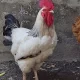 Murga, cock, rooster White Sussex and Heavy Golden