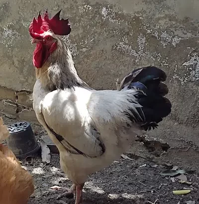 Murga, cock, rooster White Sussex and Heavy Golden