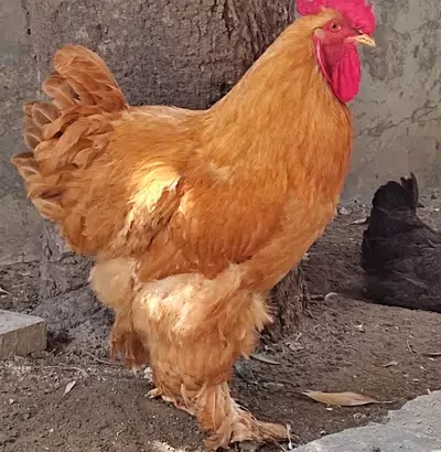 Murga, cock, rooster White Sussex and Heavy Golden