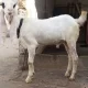 bakra for sell