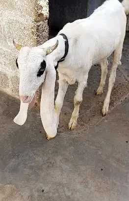 bakra for sell