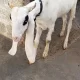 bakra for sell