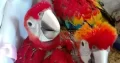 macaw parrot chicks 03342668014