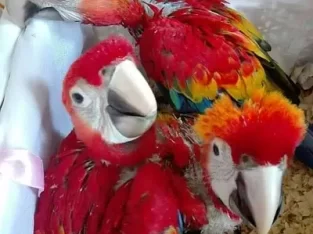 macaw parrot chicks 03342668014