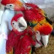 macaw parrot chicks 03342668014