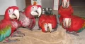 macaw parrot chicks 03342668014