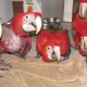 macaw parrot chicks 03342668014