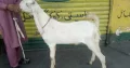 2 Dant Bakra