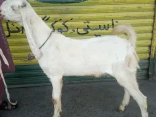 2 Dant Bakra