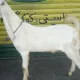 2 Dant Bakra