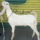 2 Dant Bakra