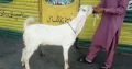 2 Dant Bakra