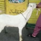 2 Dant Bakra