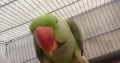 This is the talking parrot that keeps saying meow