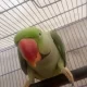 This is the talking parrot that keeps saying meow