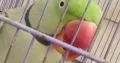 This is the talking parrot that keeps saying meow