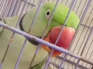 This is the talking parrot that keeps saying meow