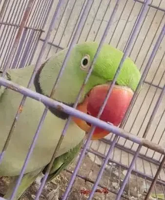 This is the talking parrot that keeps saying meow