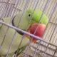 This is the talking parrot that keeps saying meow