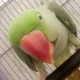 This is the talking parrot that keeps saying meow