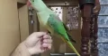 Raw parrot available