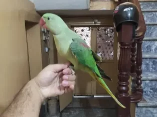 Raw parrot available