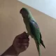 Raw parrot available