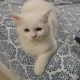 Persian Kitten Triple Coated Semi Punch Face Blue