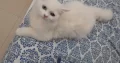 Persian Kitten Triple Coated Semi Punch Face Blue