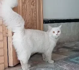 Persian cat