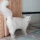 Persian cat