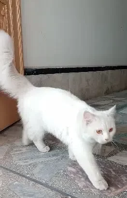 Persian cat