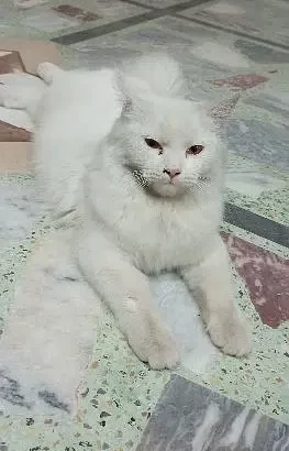 Persian cat