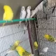 TCB OPLINE BUDGIES – BUDGIE – BAJRI – AUSTRALIAN